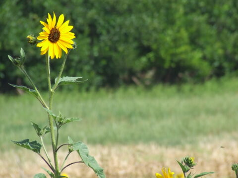 חמניית בר | Helianthus | Sunflower | באר טוביה חמניית בר | Helianthus | Sunflower | באר טוביה