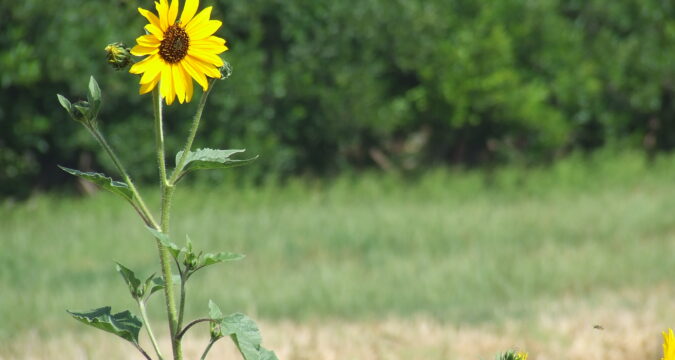חמניית בר | Helianthus | Sunflower | באר טוביה