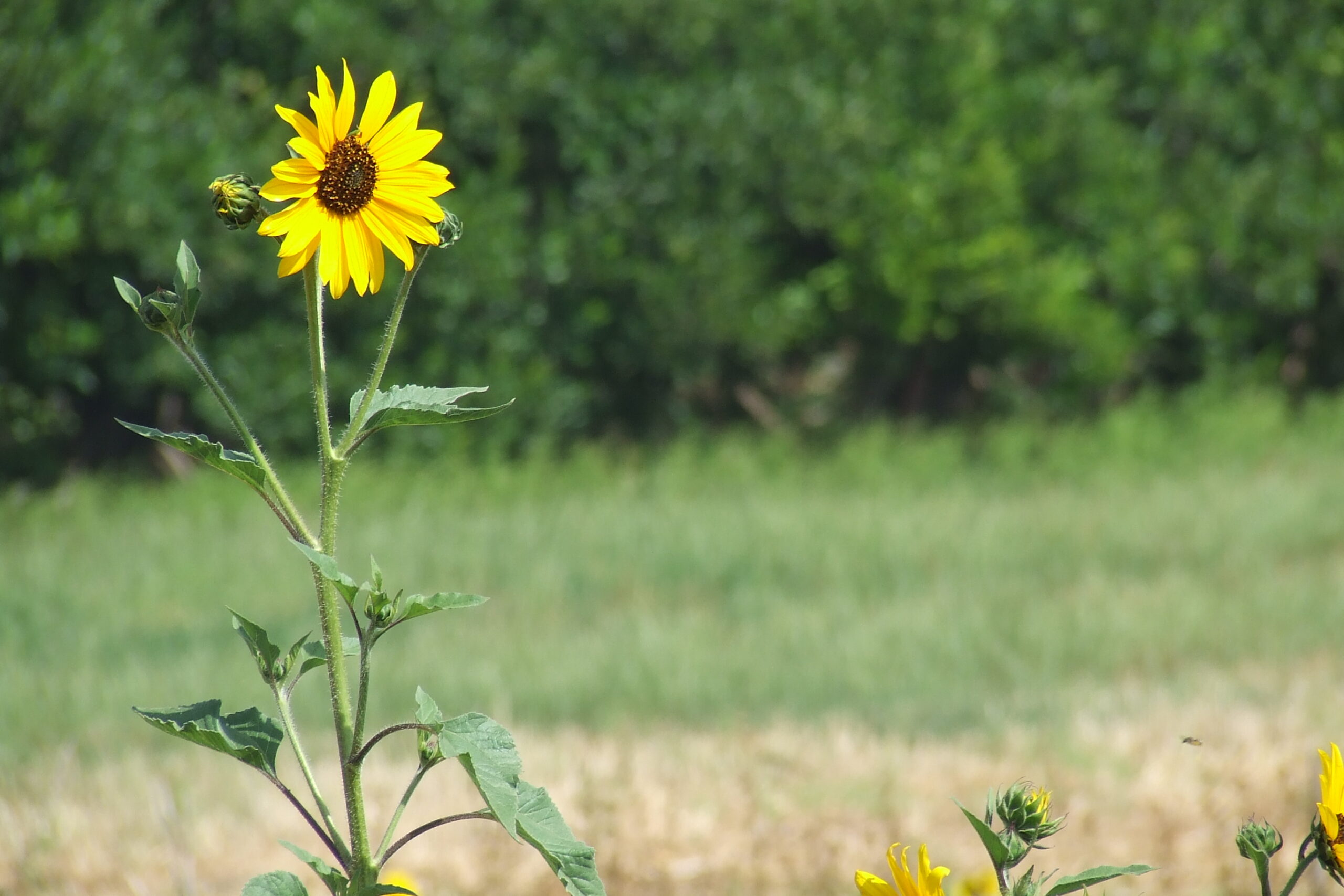 חמניית בר | Helianthus | Sunflower | באר טוביה