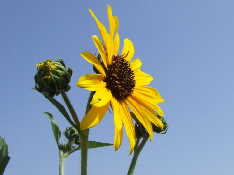 חמניית בר | Helianthus | Sunflower | באר טוביה חמניית בר | Helianthus | Sunflower | באר טוביה