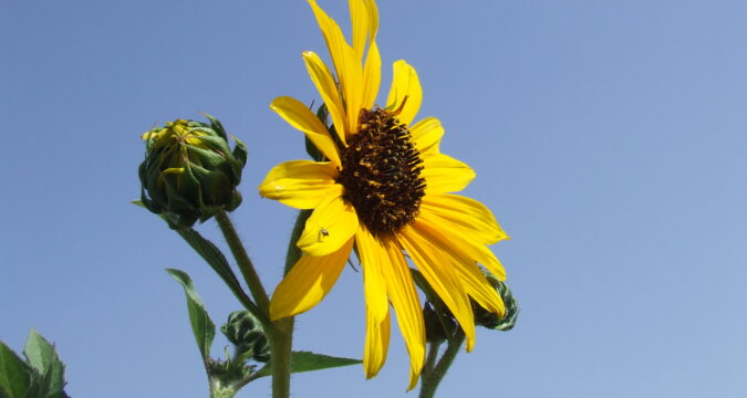 חמניית בר | Helianthus | Sunflower | באר טוביה