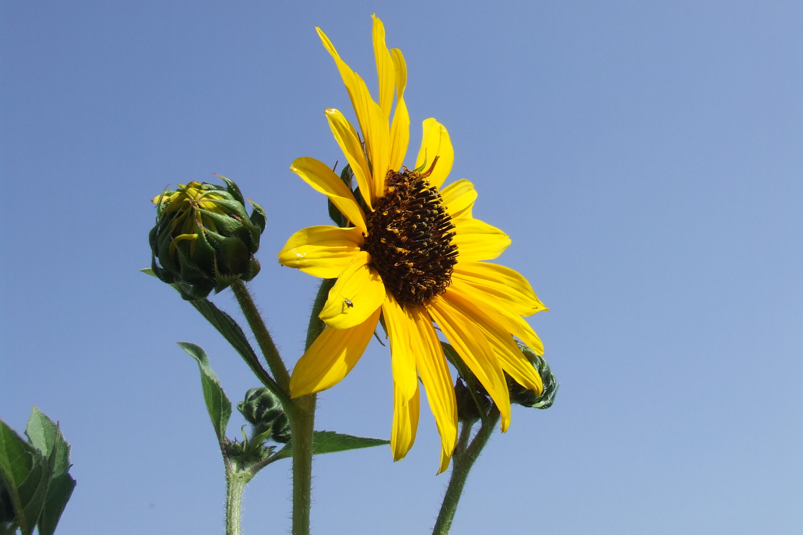 חמניית בר | Helianthus | Sunflower | באר טוביה