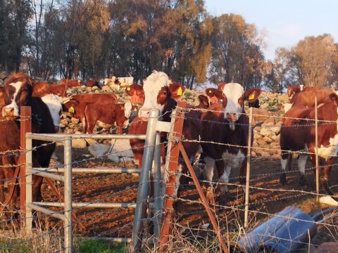 פרות אדמניות | רמת הגולן | מכלאה | גידולי בקר פרות אדמניות | רמת הגולן | מכלאה | גידולי בקר
