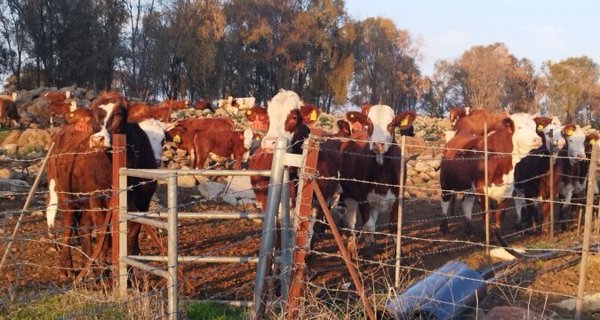 פרות אדמניות | רמת הגולן | מכלאה | גידולי בקר