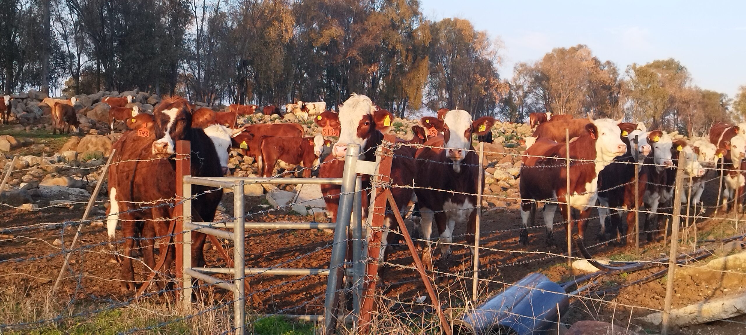 פרות אדמניות | רמת הגולן | מכלאה | גידולי בקר