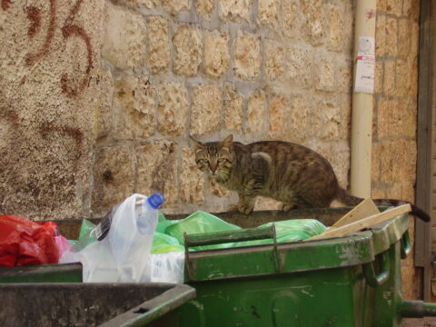חתול ירושלמי חשדן | ירושלים